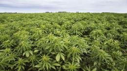 File image of a Cannabis plantation